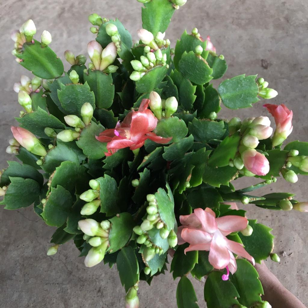 Cây LAN CÀNG CUA Để Bàn Siêu Nụ,Bụi Xum To Nhiều Nhánh