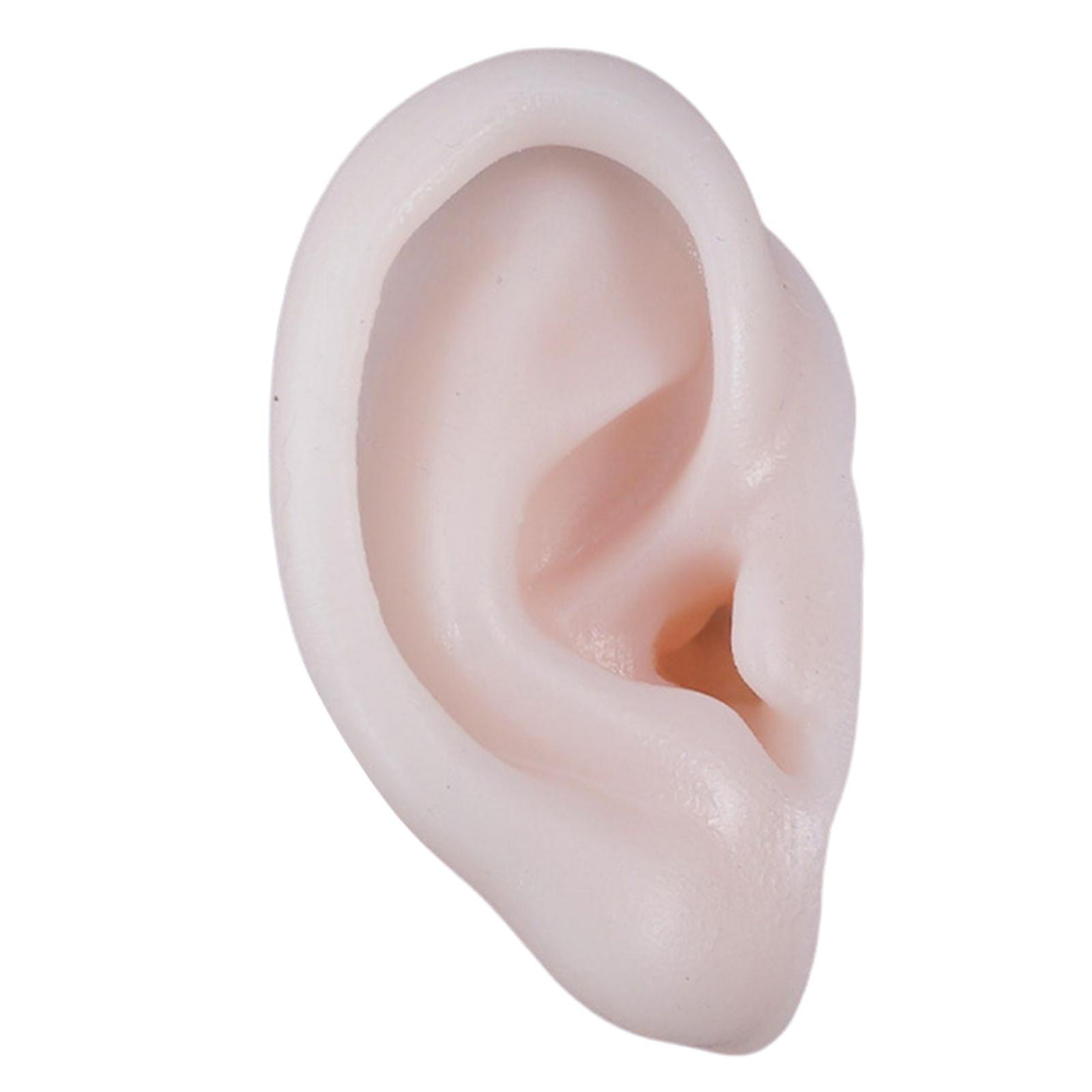 Ear Model, Soft Silicone, Props Teaching Tools Acupuncture Practice Model for Educational