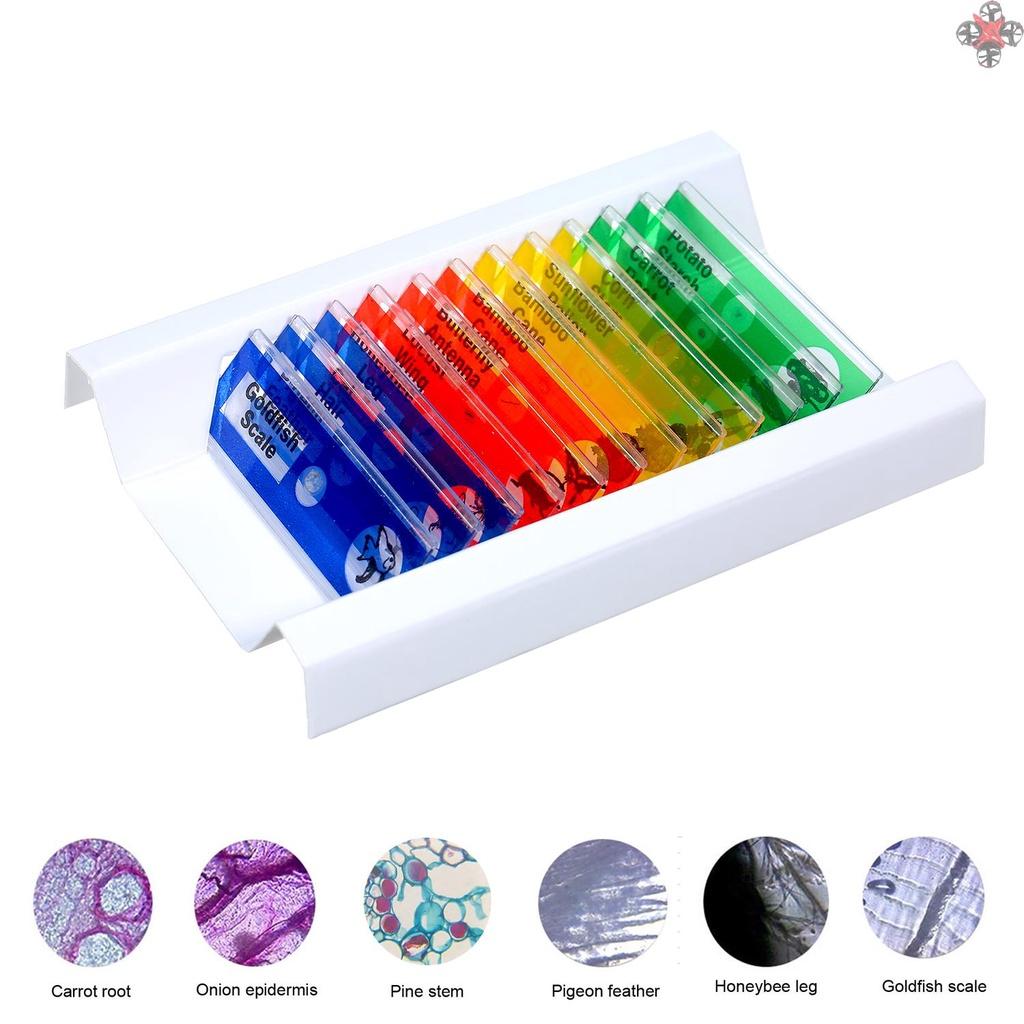 12Pcs Prepared Microscope Slides Specimen Animals Insects Plants Flowers Sample Biological Specimen