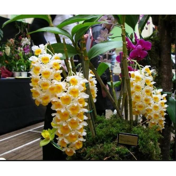 LAN KIỀU CAM - CHUẨN LAN RỪNG TÂY BẮC- GỬI ĐI NGUYÊN GIÒ