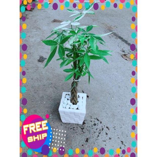 Chậu Kim Ngân Thắt Bính