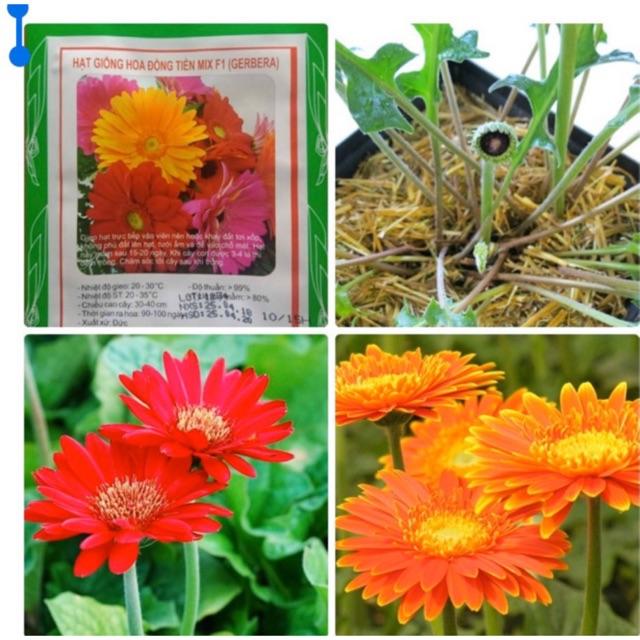 HẠT GIỐNG ĐỒNG TIỀN MIX F1 GÓI 10-15 HẠT