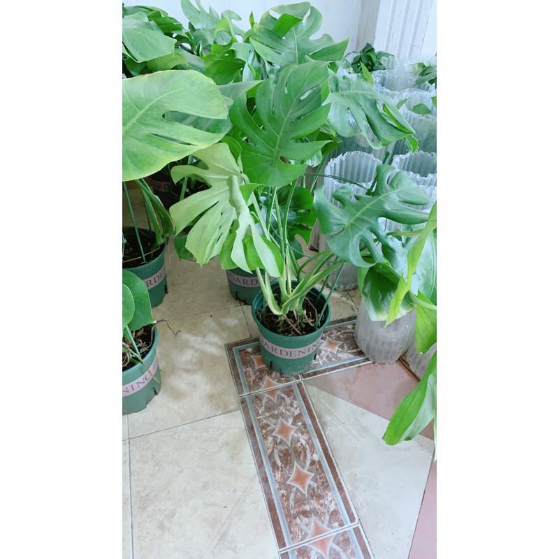 Trầu Bà Lá Rách