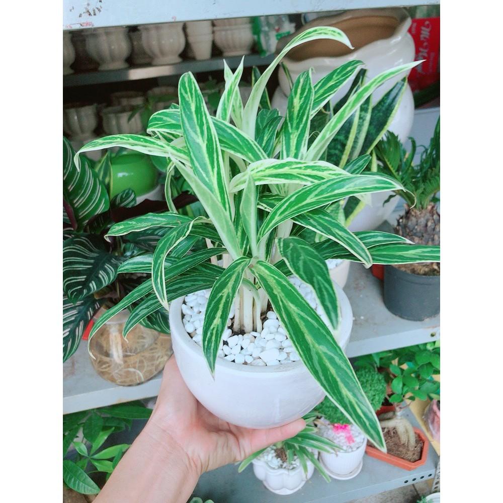 Chậu cây giữ tiền