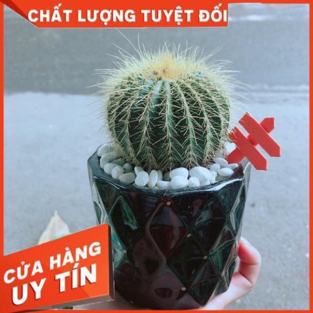 Chậu Xương Rồng Trạng Nguyên