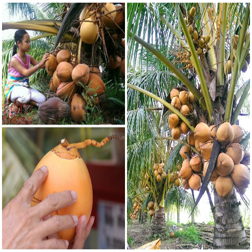 Cây Dừa lùn đỏ CHẤT LƯỢNG UY TÍN