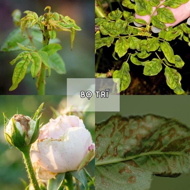 Fotaras 247 diệt bọ trĩ, rầy rệp trên hoa hồng, mai vàng, cây cảnh, rau màu và cây trồng khác, gói 20ml
