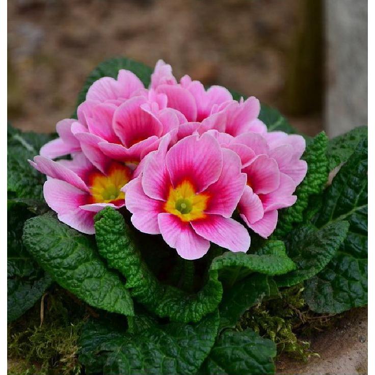 Hạt giống hoa báo xuân mix màu -gói 5 hạt