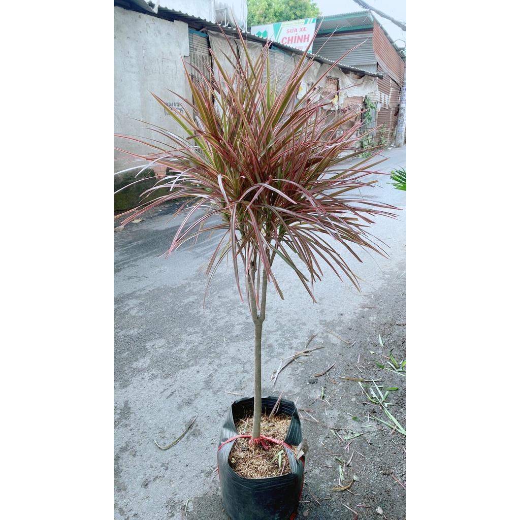 Cây Huyết Phất Dụ Kiếm