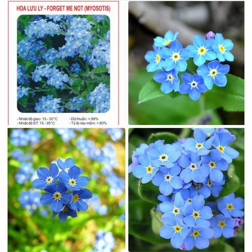 Hạt giống hoa Lưu Ly xanh (hoa Forget Me Not ) - 1 gói 100 hạt