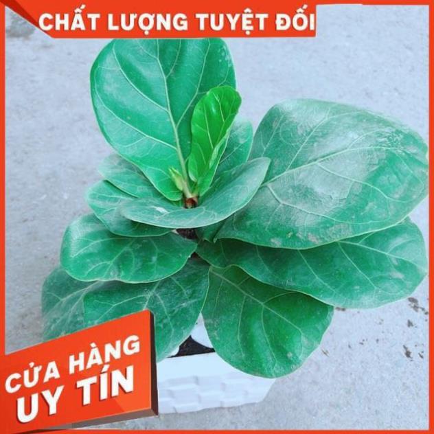 Chậu Bàng Singapore