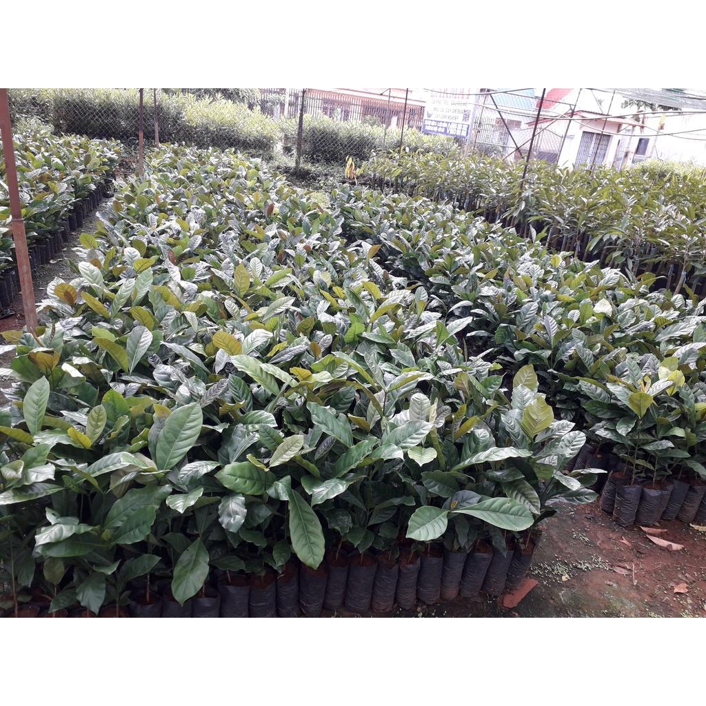 Cây giống Cà Phê Xanh Lùn ..