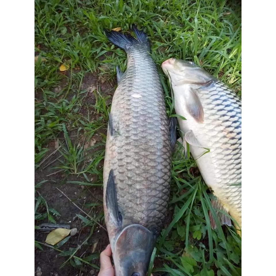 Mồi chép siêu tốc cực nhạy