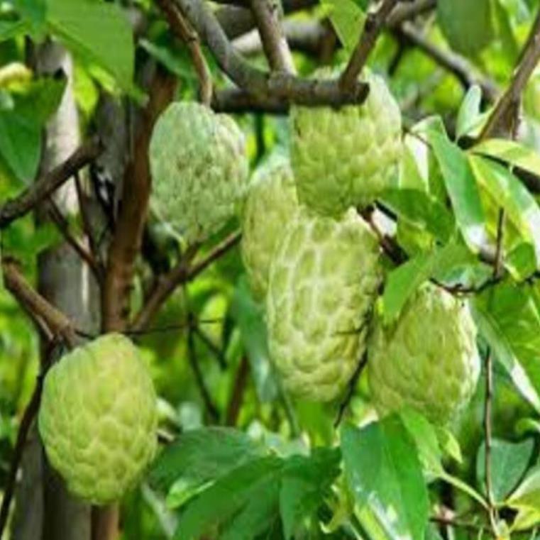 Cây giống na dai