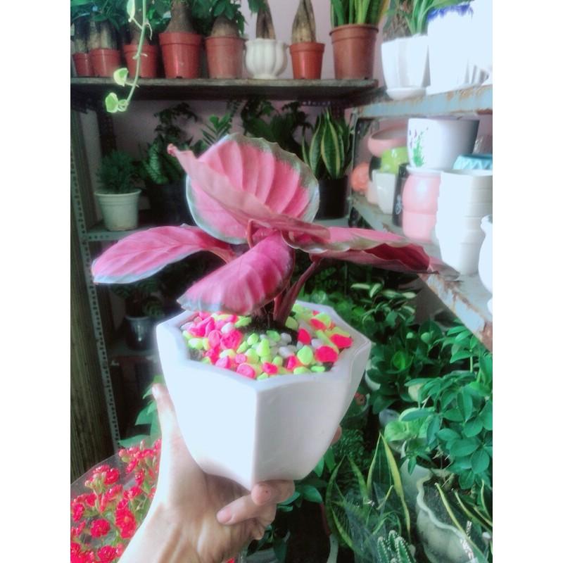 Chậu Đuôi Công Hồng