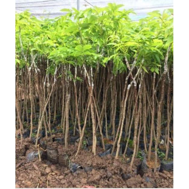 Sản phẩm CÂY TRÁM ĐEN GHÉP