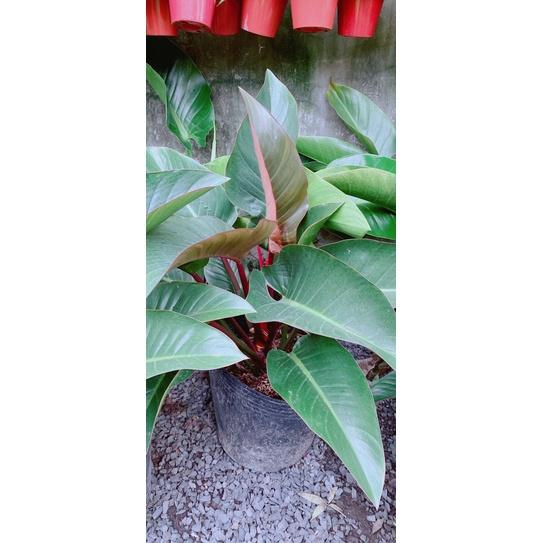 Trầu Bà Đế Vương Đỏ Nâu