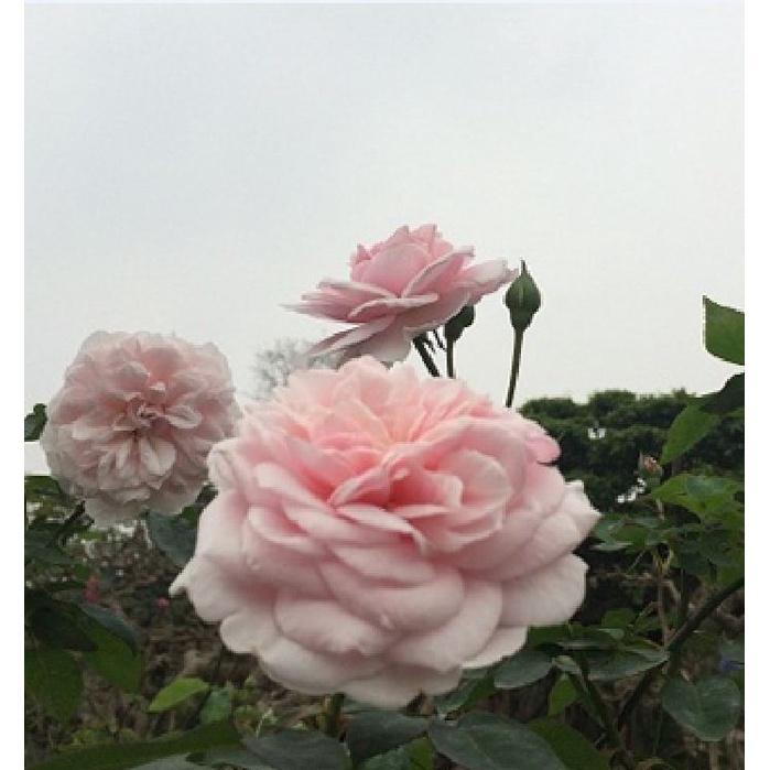 Hạt giống hoa hồng cổ vân khôi KNS3426 - Gói 10 hạt