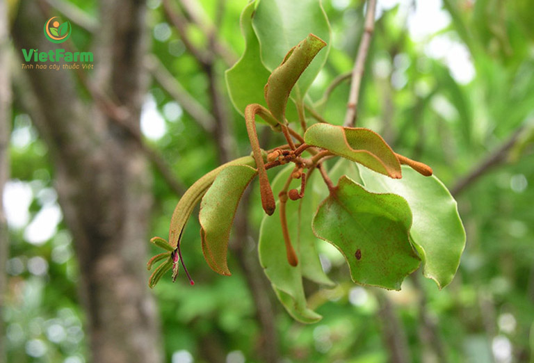 Cây giống Gạo Tía