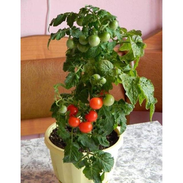 Hạt giống cà chua lùn đỏ/ vàng lai f1, đóng gói 0.1gr