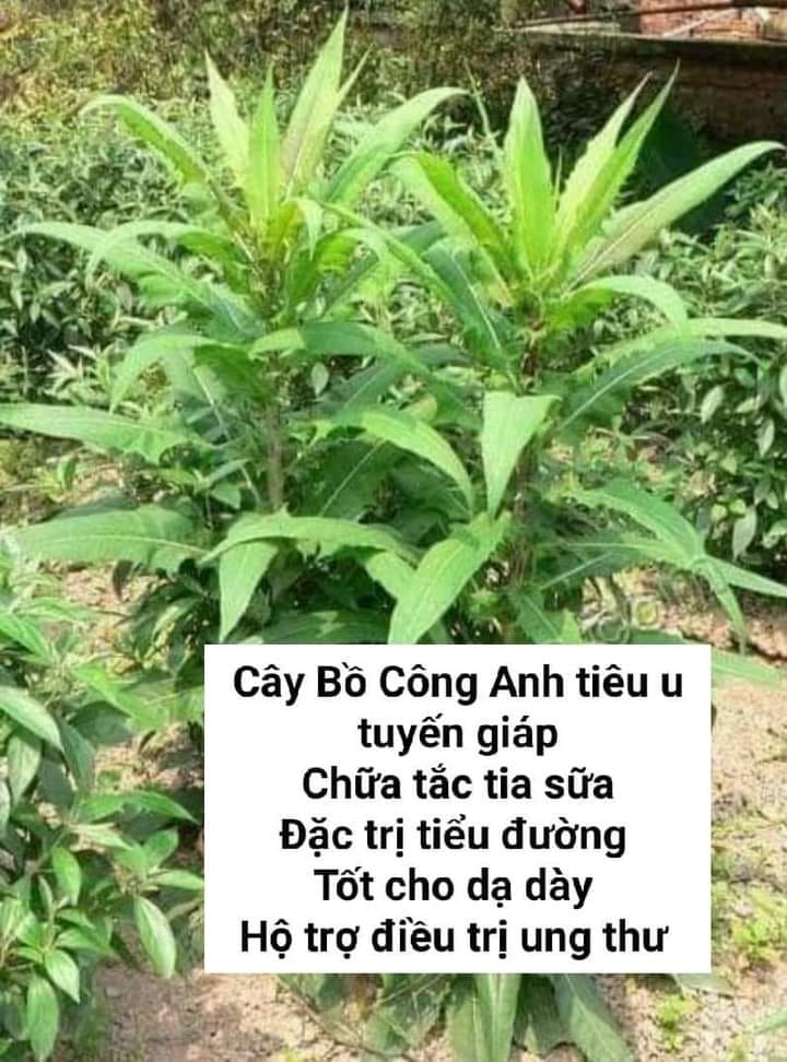 Lá bồ công anh khô