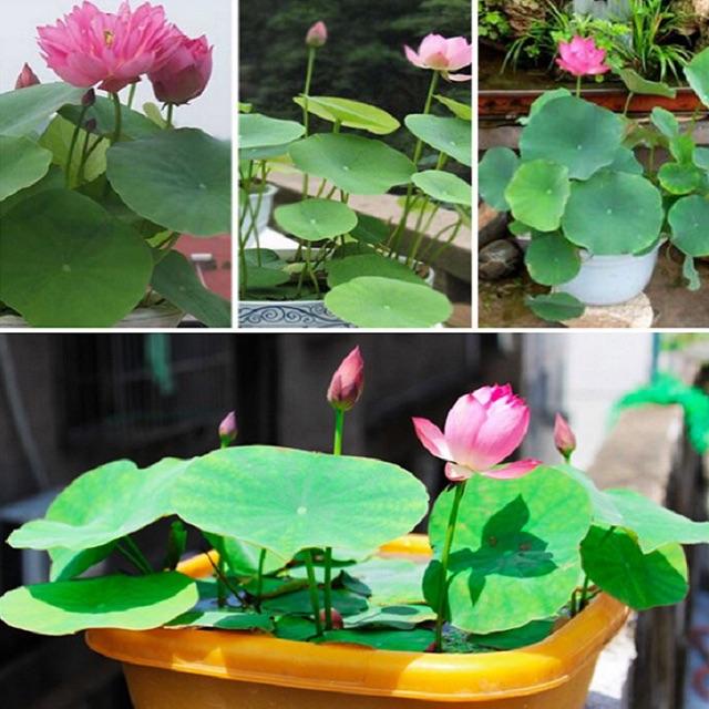 Hạt giống sen mini nhật gói 5 hạt