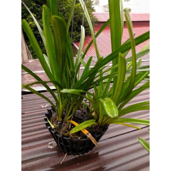 Hoa Lan Kiếm Lô Hội