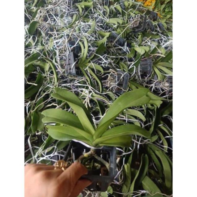 Đai châu chuẩn bị hoa đủ màu