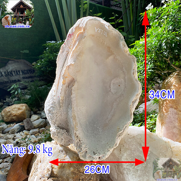 Vỏ sò tai tượng hóa ngọc - Món quà quý giá từ biển cả - 9.8kg (KT: 34x26 cm)- VST08