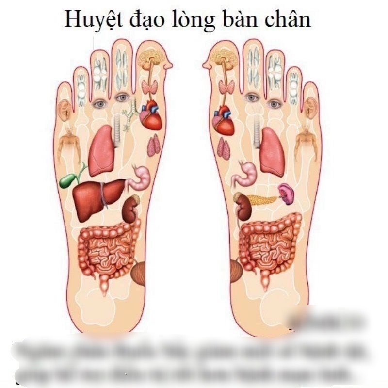 Combo  hộp 50 miếng dán massage chân , giúp xoa dịu các cơn đau nhức tạo cảm giác , thư giãn dễ chịu an toàn và tiện lợi