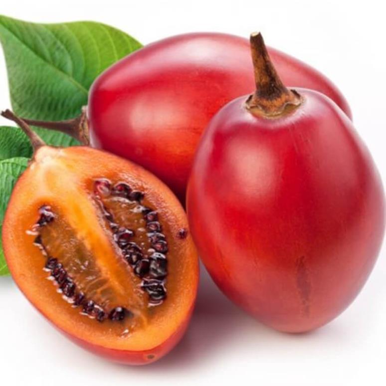 CÂY GIỐNG CÀ CHUA THÂN GỖ