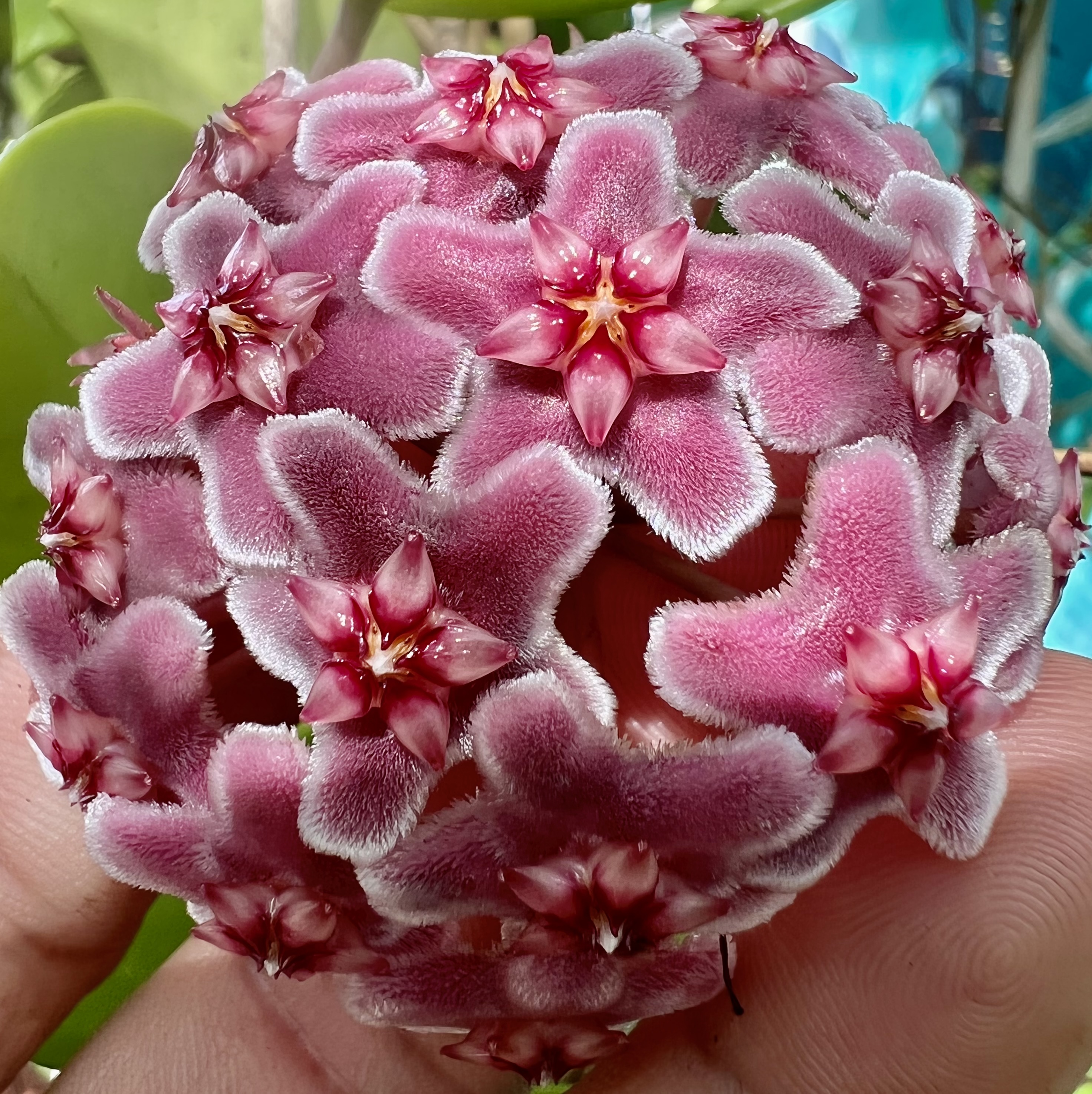 Chậu Cẩm cù carnosa pink new thân leo kích thước như hình, hoa thơm, ra hoa quanh năm, sai hoa