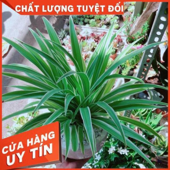 Chậu lan phát tài
