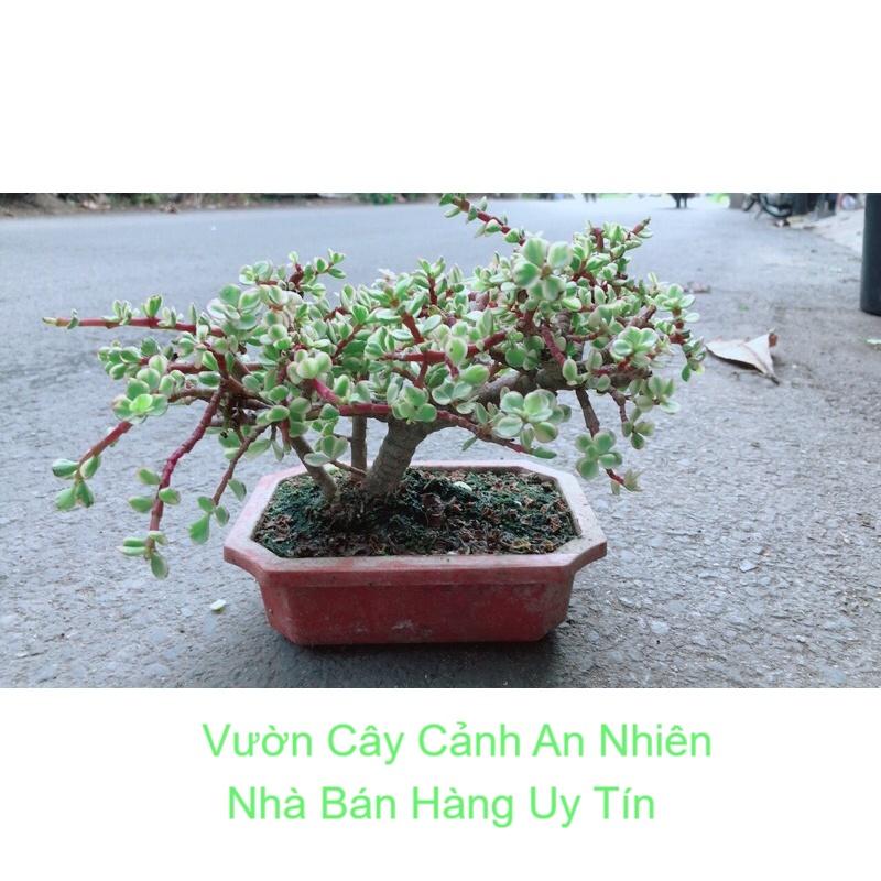 Cây Cành Vàng Lá Ngọc Cổ Thụ
