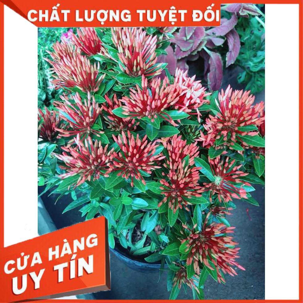 Cây trang thái đỏ Nhiều Người Mua