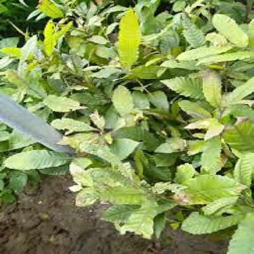 CÂY HẠT DẺ ĐEN TRÙNG KHÁNH