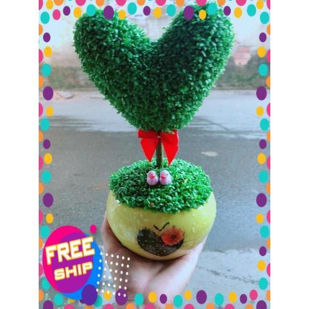 Chậu Cây May Mắn Trái Tim