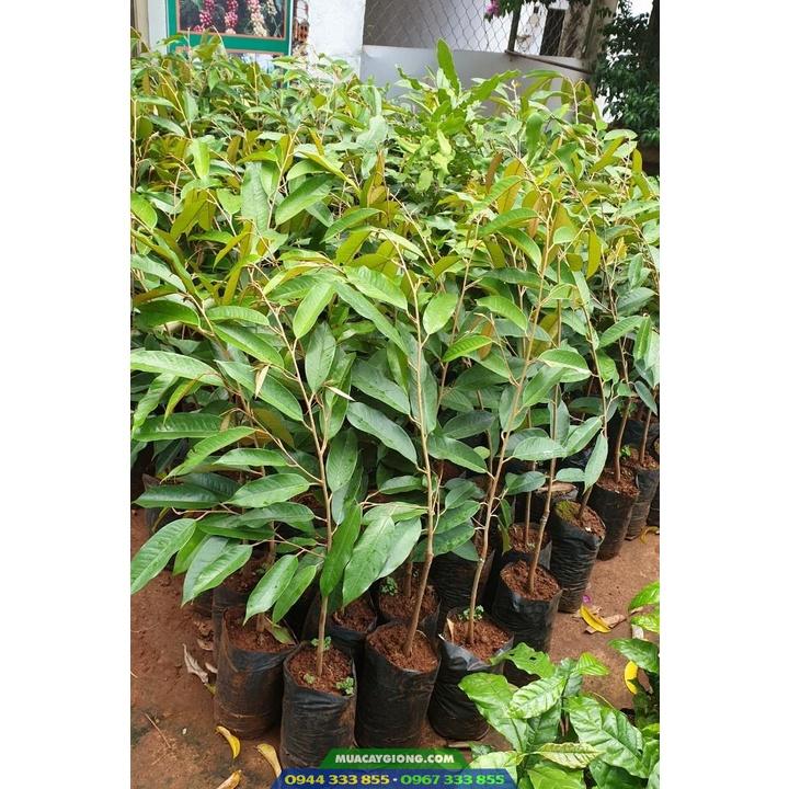 Cây giống Sầu Riêng chuồng Bò.