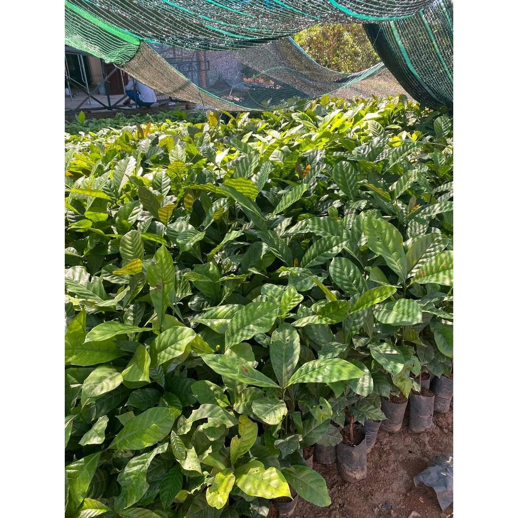 Cây cà phê vối TR4