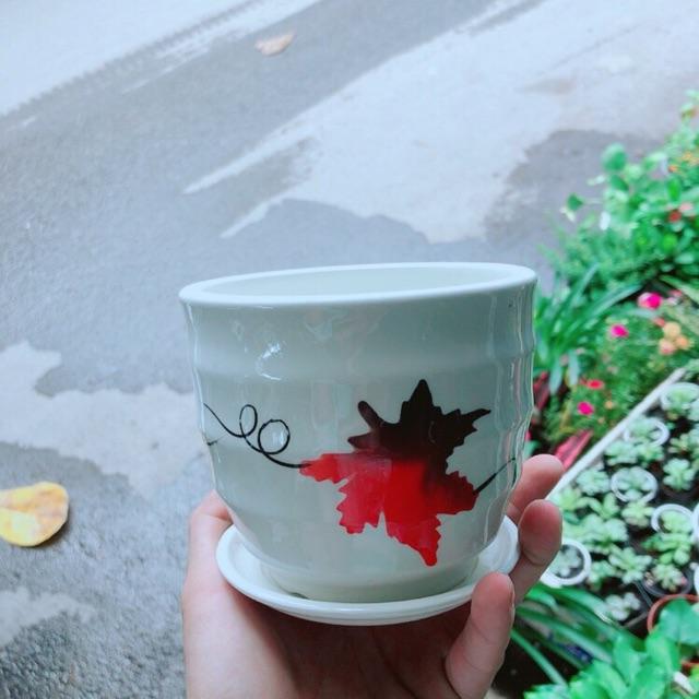 Chậu Trồng Cây