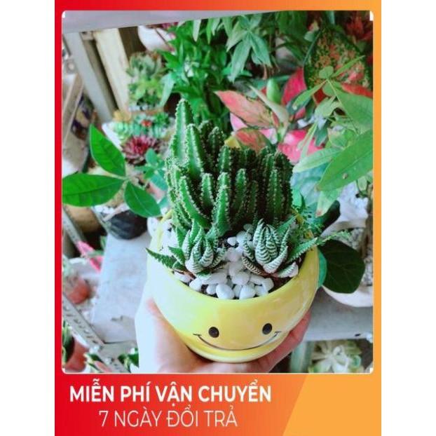 Chậu Xương Rồng Thanh Sơn + Móng Rồng