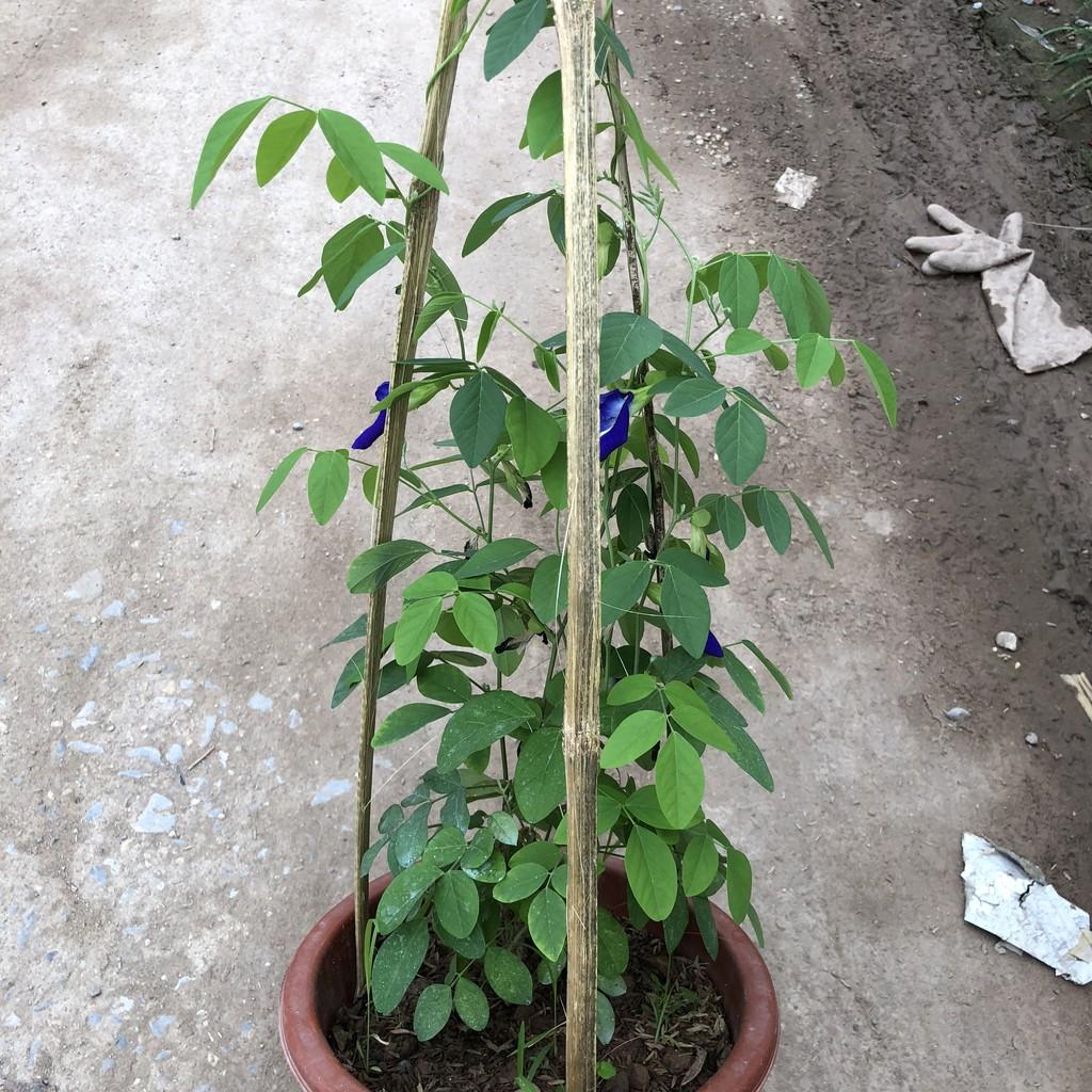 Cây đậu biếc size to, Chiều dài ngọn leo 40-45cm hoa nở rộ thân leo mạnh phủ giàn tốt sức sống mãnh liệt