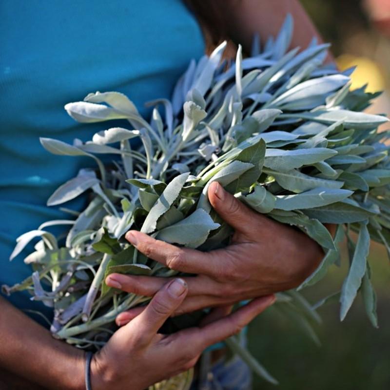 Bó xô thơm trắng/ White sage/ Lá sage thanh tẩy không gian (chuẩn Nam California)