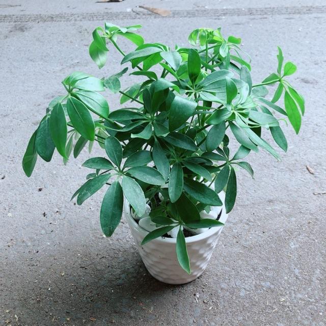 Chậu Cây Ngũ Gia Bì Đuổi Muỗi Tốt