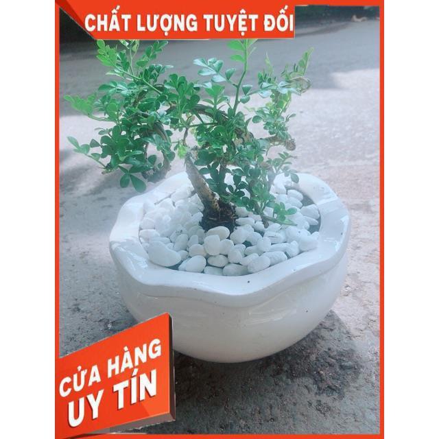 Chậu Cây Cần Thăng