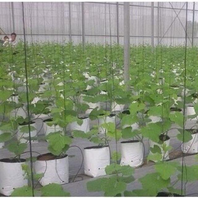 Bộ 10 túi trồng PE trồng dưa lưới, cà chua, ớt