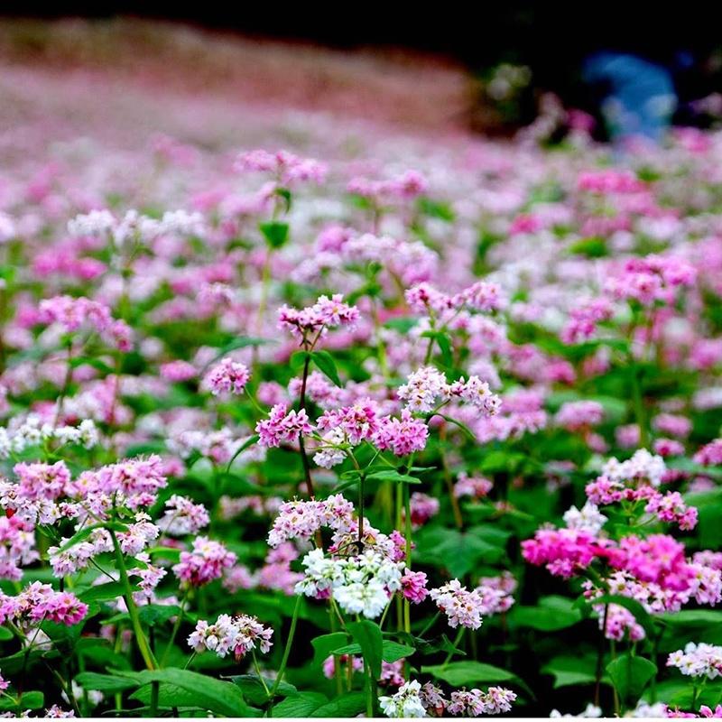 Hạt giống hoa tam giác mạch CT174 - Gói 100 hạt