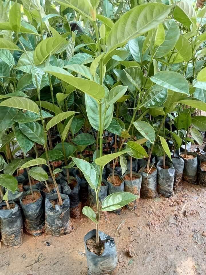 Cây giống mít dai ta cây trồng hạt