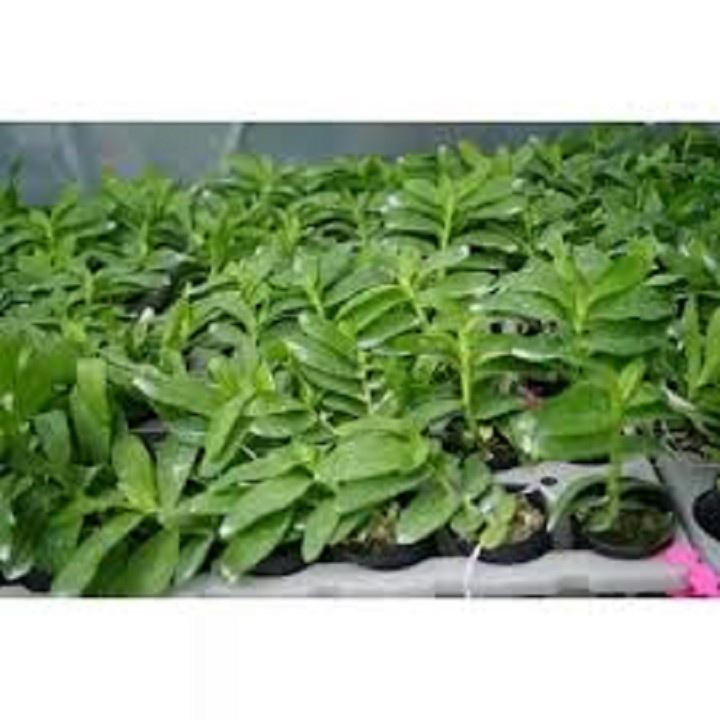 Phi điệp TẤN PHONG, phi điệp cấy mô hoa siêu đẹp hiếm - TP01