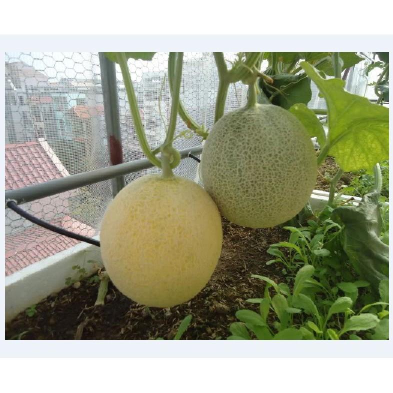 Combo 4 gói hạt giống dưa dễ trồng  Kèm gói kích mầm hạt